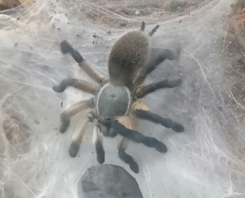 Blaue Jemen-Vogelspinne